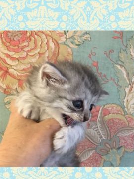 ミヌエット【兵庫県・男の子・2018年8月3日・シルバー（ロング）】の写真「毛色がはっきりしていて綺麗、お顔可愛い短足」