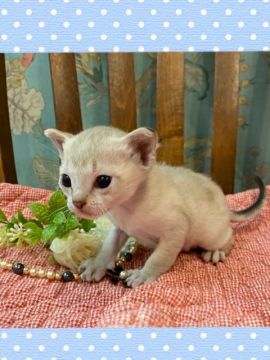 シンガプーラ【兵庫県・男の子・2020年2月12日・セーブルティックドタビー（ショート）】の写真「柔らかな色目の可愛い男の子、遺伝子検査済み」