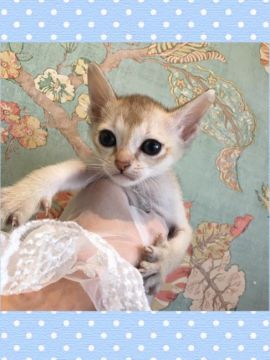 シンガプーラ【兵庫県・男の子・2019年9月19日・セーブル ティックド タビー（ショート）】の写真「毛質が柔らかく、とても元気くんです。」