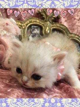 ペルシャ(チンチラ)【兵庫県・男の子・2017年4月12日・シルバー（ロング）】の写真「お目目の大きなフワフワの王子様」