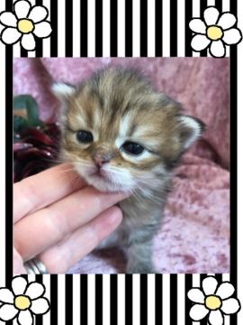 ミヌエット【兵庫県・男の子・2018年4月21日・ブラウン マッカレル タビー（ロング ふんわりモコモコ）】の写真「ちっちゃくてコロリンとした中足の可愛い子です。」