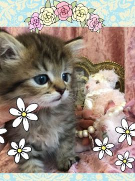 ミヌエット【兵庫県・男の子・2017年8月12日・ブラウンマッカレルタビー（多分ロング）】の写真「ぷくぷくして可愛い男の子まだ、授乳中」