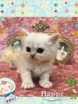 ペルシャ(チンチラ)【兵庫県・男の子・2017年6月21日・チンチラシルバー（ロング）】の写真「毛量のある小振りでしっかりした男の子」