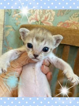 シンガプーラ【兵庫県・男の子・2022年5月9日・セーブルティックドタビー（ショート）】の写真「小ぶりな男の子キュートなお顔」