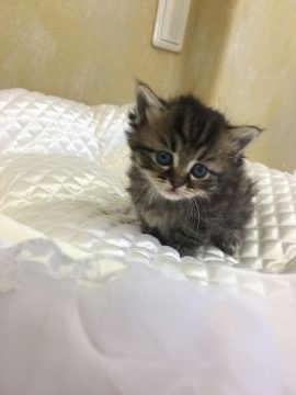 ミヌエット【兵庫県・女の子・2018年11月16日・ブラウンタビー（ロング）】の写真「とっても小さな子」