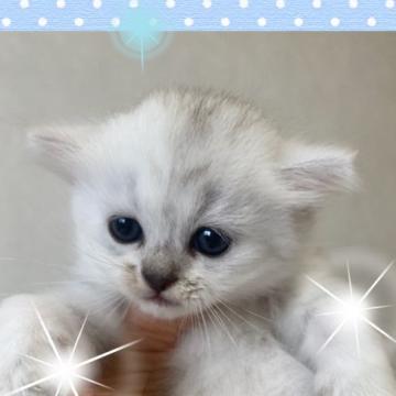 ミヌエット【兵庫県・男の子・2022年6月15日・チンチラシルバー（ショート）】の写真「たくさんのお母さんに見守られて逞しく育っています。」