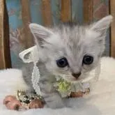 ミヌエット(長足)【兵庫県・男の子・2022年5月27日・シルバータビー】の写真1