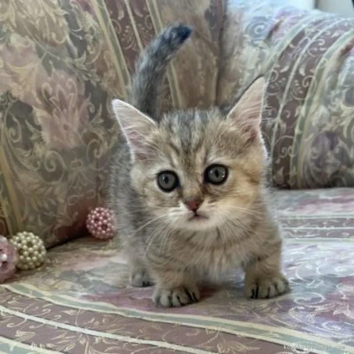 ID：2210-01234の子猫