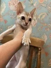 シンガプーラ【兵庫県・男の子・2021年4月5日・セーブルティックドタビー】の写真2