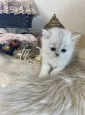 ミヌエット【兵庫県・女の子・2020年9月21日・シェーデットシルバー】の写真3