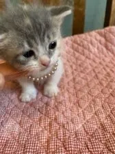 ミヌエット【兵庫県・女の子・2021年10月7日・ダイリュート キャリコ】の写真3