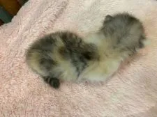 ミヌエット【兵庫県・女の子・2020年9月3日・キャリコ】の写真3