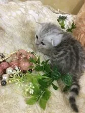 ミヌエット【兵庫県・女の子・2020年1月15日・チンチラシルバー】の写真4