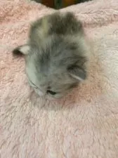 ミヌエット【兵庫県・女の子・2020年9月3日・キャリコ】の写真4