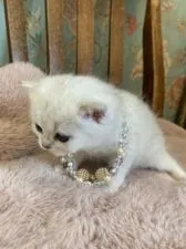 ミヌエット(長足)【兵庫県・女の子・2022年4月25日・シルバー】の写真4