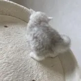 ミヌエット(長足)【兵庫県・男の子・2022年6月15日・チンチラシルバー】の写真4