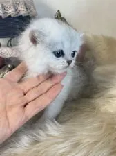 ミヌエット【兵庫県・女の子・2020年9月21日・シェーデットシルバー】の写真4