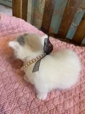 ミヌエット【兵庫県・女の子・2021年10月10日・ダイリュート キャリコ ターキッシュ・バン】の写真5