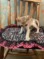 シンガプーラ【兵庫県・男の子・2021年4月5日・セーブルティックドタビー】の写真5