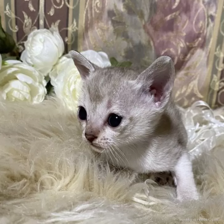 ID:2505-03084の子猫