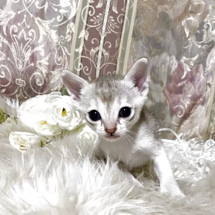 ID:2505-02977の子猫