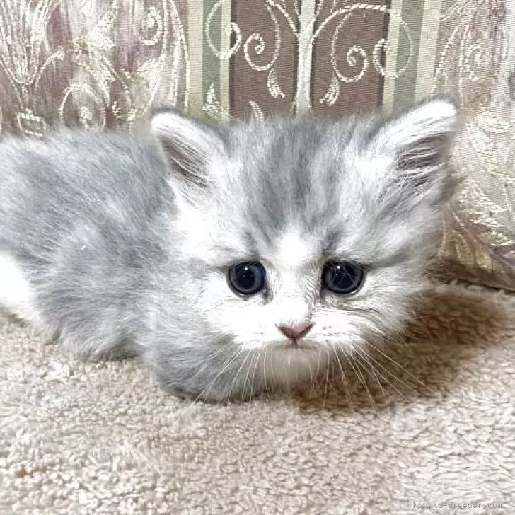 ミヌエット(短足)【兵庫県・男の子・2025年10月11日・シルバータビー&amp;ホワイト】の写真1