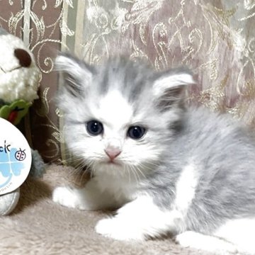 ミヌエット(長足)【兵庫県・男の子・2025年10月11日・シルバータビー&ホワイト（ロング）】の写真「お茶目で、よく動く明るい子」