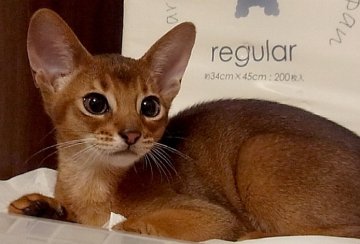 アビシニアン【東京都・男の子・2013年12月20日・ルディ】の写真「優しく穏やかな甘えん坊」