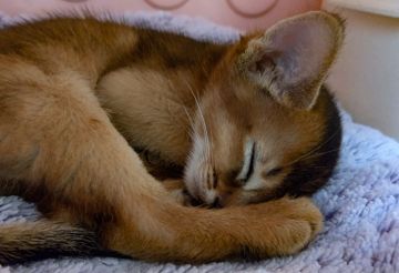 アビシニアン【東京都・男の子・2021年8月13日・ルディ】の写真「スッキリ顔の甘えん坊。価格応相談。お気軽に。」