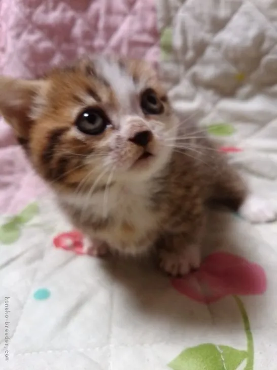 ID：1708-00019の子猫