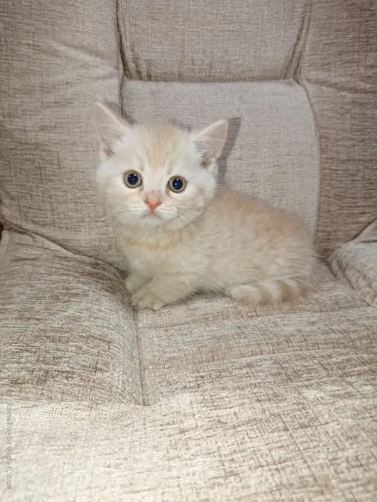 ろどすた 様のお迎えした子猫