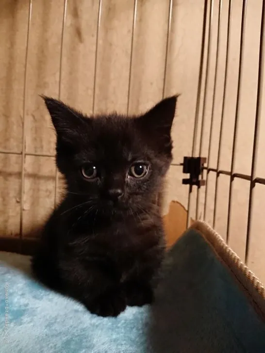 キク 様のお迎えした子猫