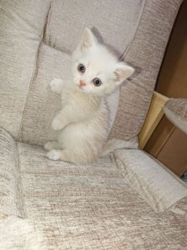 ミヌエット【群馬県・男の子・2018年4月5日・クリームタビー】の写真「何時でもお引き渡し可能です❗足短」