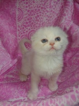 ミヌエット【群馬県・男の子・2019年1月2日・クリーム&ホワイト（短毛）】の写真「再募集です🎶」