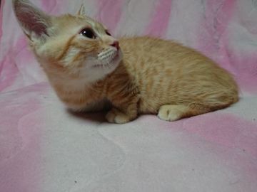 マンチカン(短足)【群馬県・男の子・2018年5月30日・レッドタビー】の写真「お産ラッシュのためお値引き致しました❗」