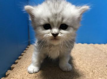 ペルシャ(チンチラ)【群馬県・男の子・2018年4月10日・チンチラシルバー】の写真「★とっても可愛い男の子です★」