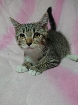 マンチカン(長足)【群馬県・男の子・2018年5月30日・ブラウンタビー&ホワイト】の写真「お産ラッシュのためお値引き致しました❗」