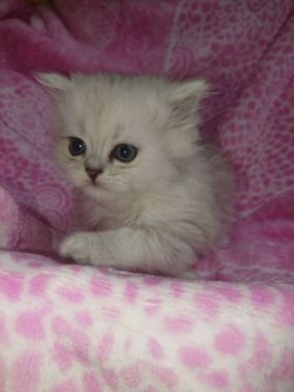 ペルシャ(チンチラ)【群馬県・女の子・2019年1月2日・チンチラシルバー】の写真「可愛い女の子です🎶」