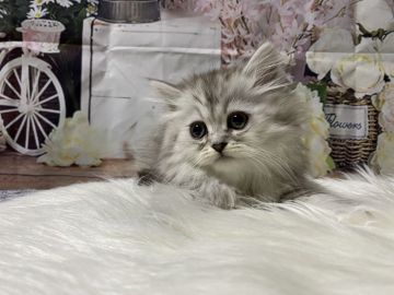 ペルシャ(チンチラ)【群馬県・男の子・2021年12月10日・シェーデットシルバー】の写真「可愛い男の子です❤️」