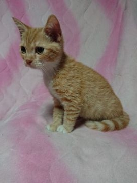 マンチカン(長足)【群馬県・男の子・2018年5月30日・レッドタビー&ホワイト】の写真「お産ラッシュのためお値引き致しました❗」