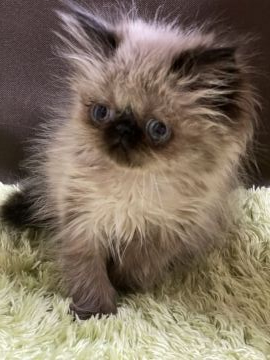 ヒマラヤン【群馬県・女の子・2020年2月14日・シールポイント（ロング）】の写真「可愛い女の子です😍」