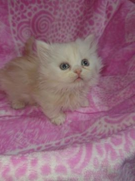 ミヌエット【群馬県・男の子・2019年1月2日・クリームタビー（長毛）】の写真「本日までの募集です‼️」