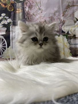 ペルシャ(チンチラ)【群馬県・男の子・2021年12月10日・シェーデットシルバー】の写真「可愛い男の子です💕」