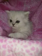 ペルシャ(チンチラ)【群馬県・女の子・2019年1月2日・チンチラシルバー】の写真1