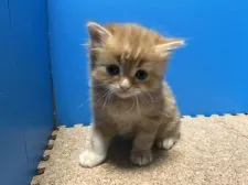 ミヌエット【群馬県・男の子・2018年4月9日・レッドタビー】の写真1