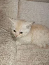 ミヌエット【群馬県・男の子・2018年4月5日・クリームタビー】の写真2