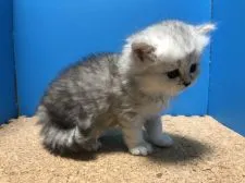 ペルシャ(チンチラ)【群馬県・男の子・2018年4月10日・チンチラシルバー】の写真2