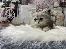 ペルシャ(チンチラ)【群馬県・女の子・2021年12月10日・シェーデットシルバー】の写真2