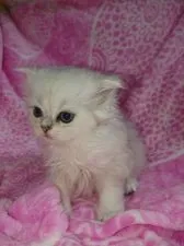 ペルシャ(チンチラ)【群馬県・女の子・2019年1月2日・チンチラシルバー】の写真2