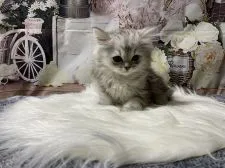 ペルシャ(チンチラ)【群馬県・女の子・2021年12月10日・シェーデットシルバー】の写真3